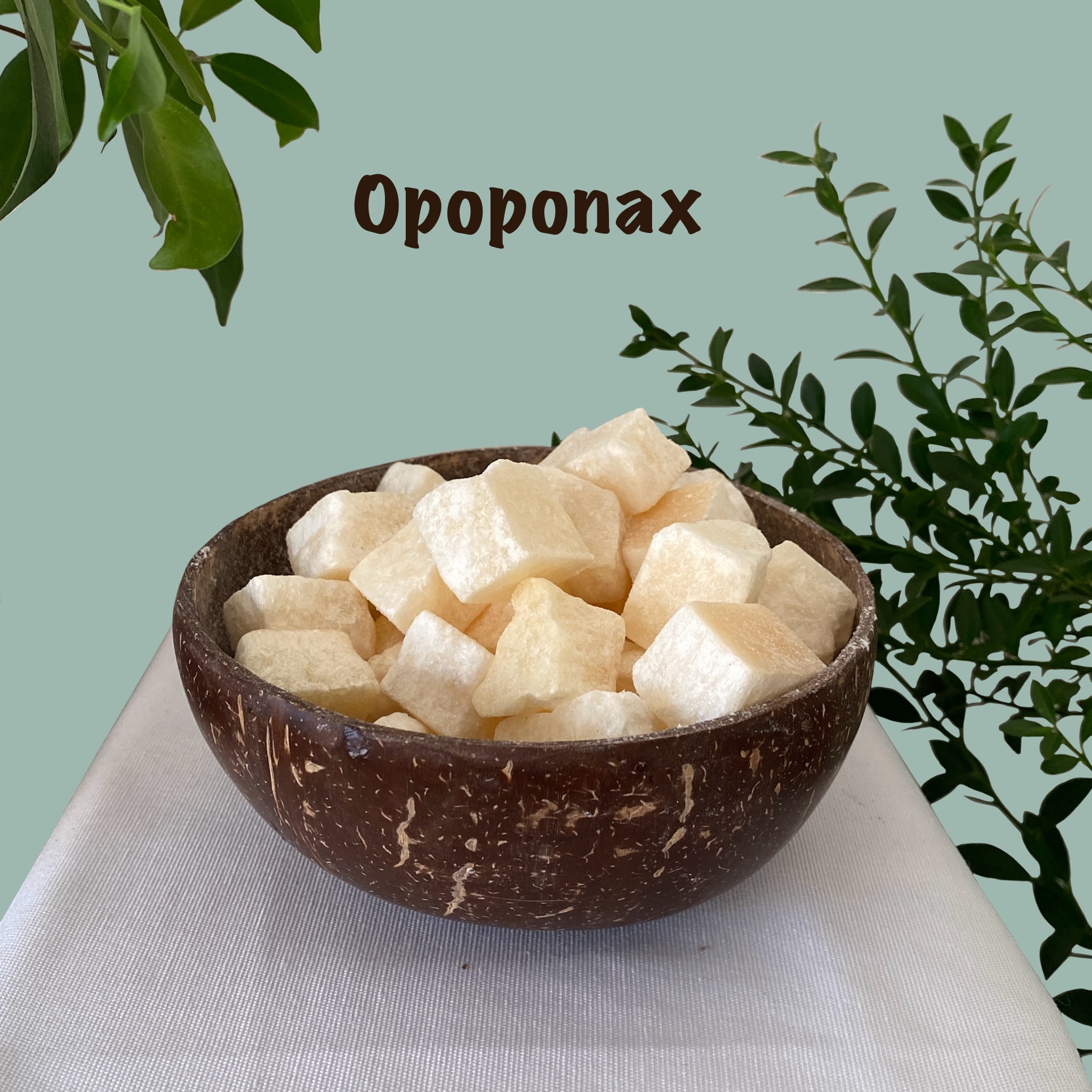 Parfums solides d’opoponax