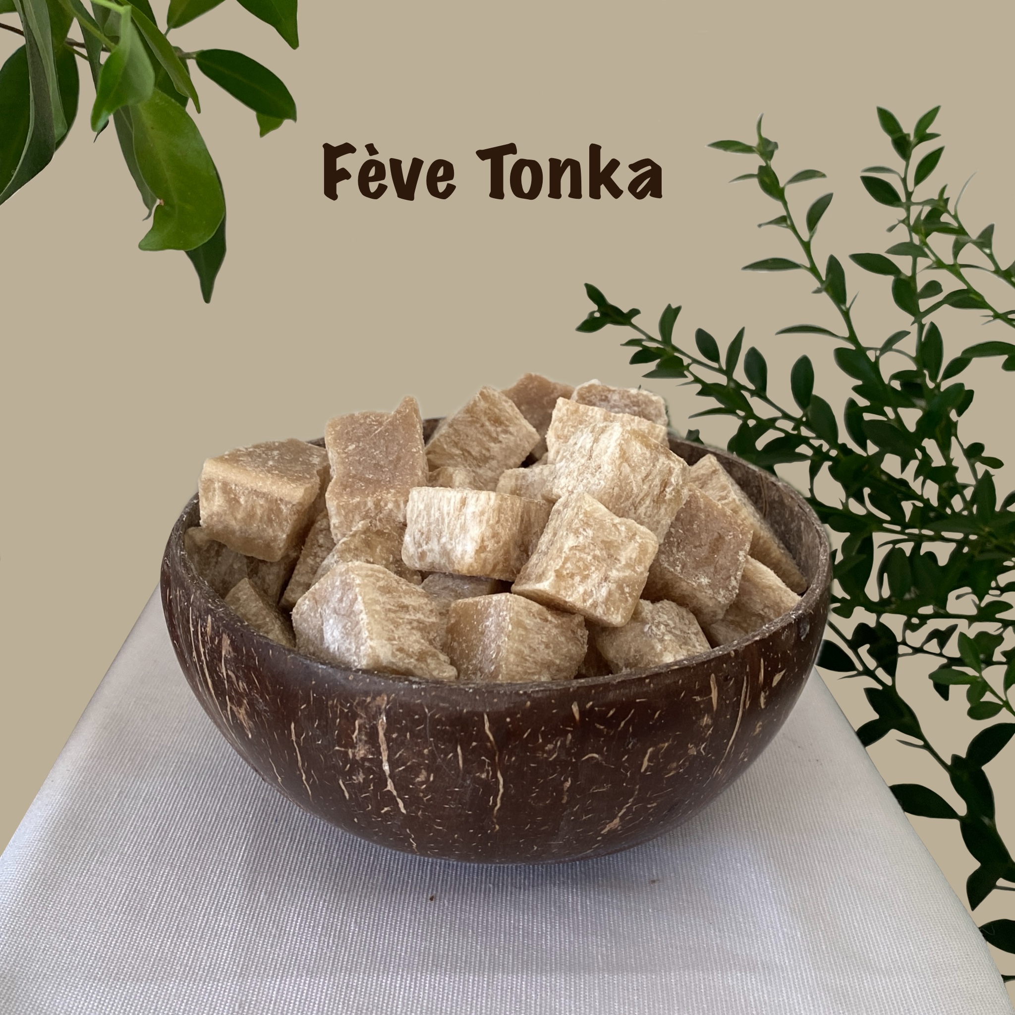 Parfums solides de fève tonka